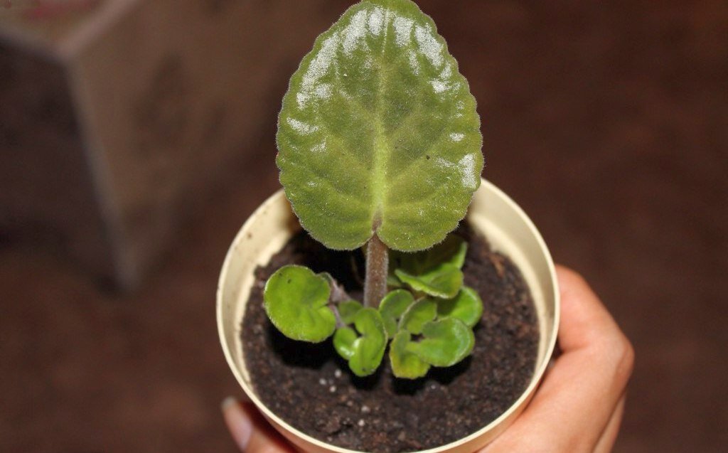 Источник фото: moiorhidei.ru