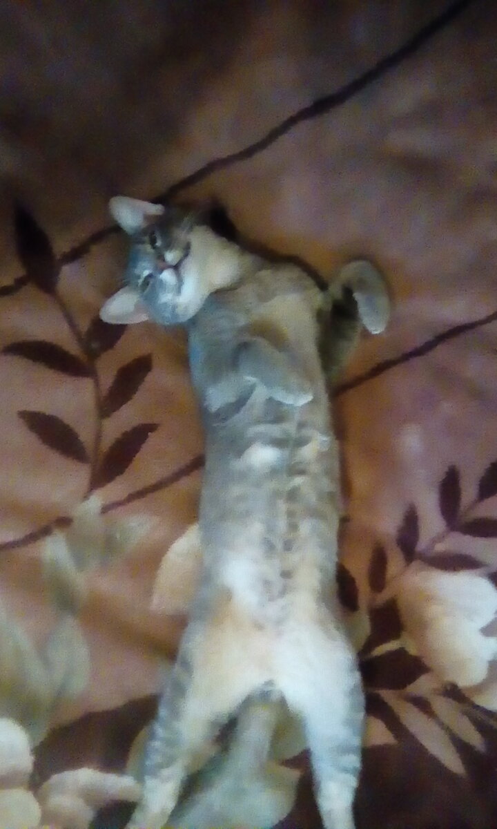 Мур-мур !спасибо большое за просмотр!