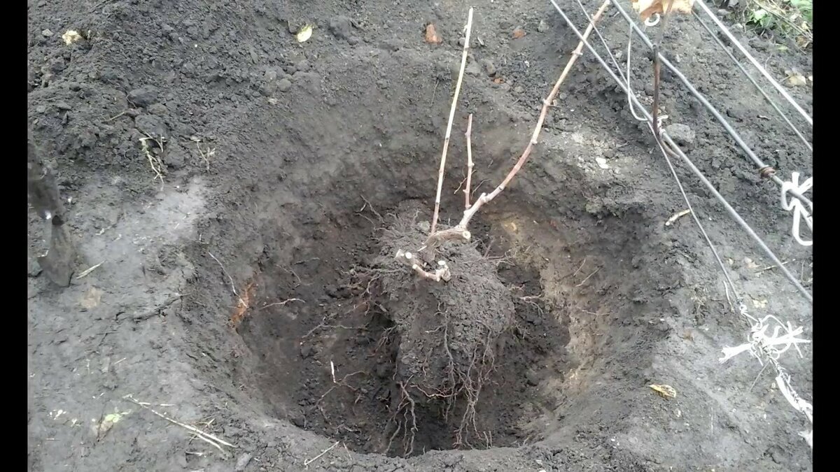 Можно ли пересадить взрослый виноград. Катаровка винограда это. Пересадить виноград на новое место. Пересадка винограда осенью на новое место. Виноград пересадить осенью.