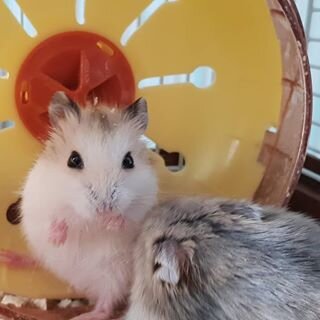 Милый хомячок 🐹