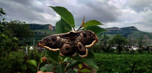 Бабочка паутинная 