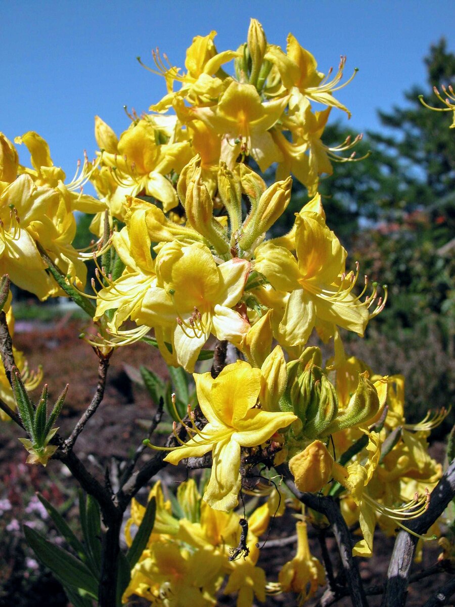 Рододендрон жёлтый