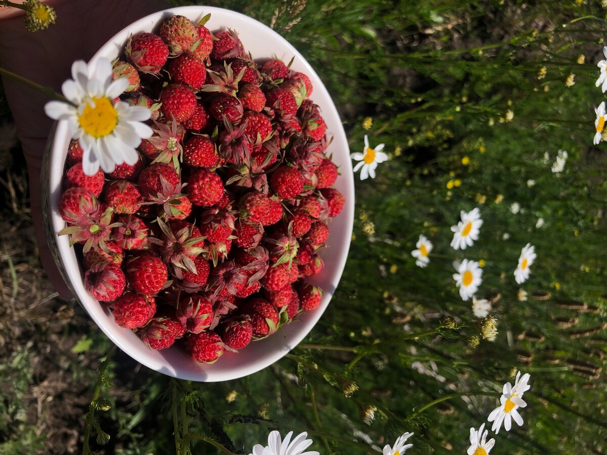 Совсем недалеко от него поля, полностью ковром усыпанные ягодой. Я собрала ягоду в тарелку, но можно было хоть 2 ведра собрать