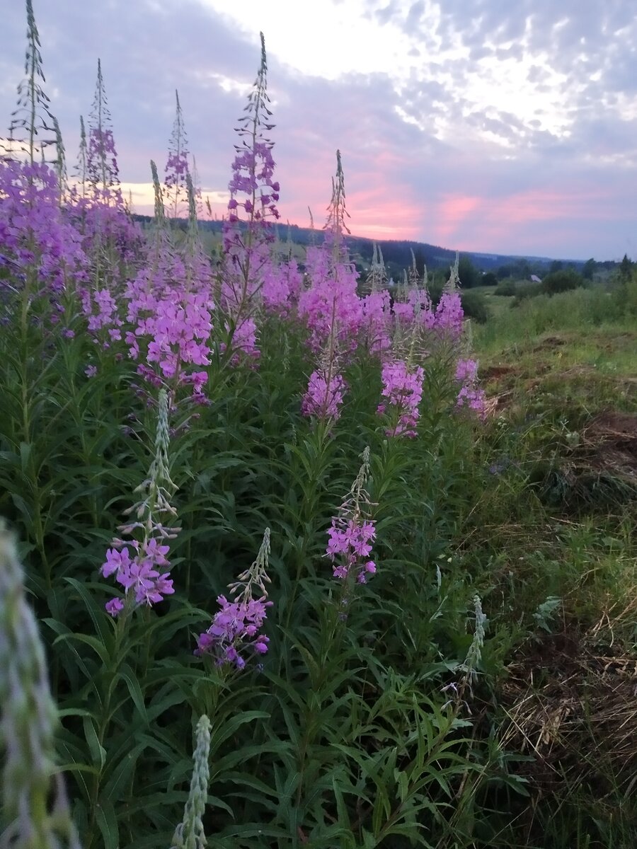 Иван-чай и напиток из него отличается огромным количеством полезных свойств:
оказывает антибактериальное, обезболивающее, противовоспалительное, потогонное свойство;
устраняет повреждения нервной системы;
помогает справиться с простудой;
улучшает работу сосудов и сердца;
снимает головную боль;
оказывает седативное действие;
лечит язву желудка, гастрит;
выводит шлаки;
улучшает обмен веществ, состав крови;
повышает лактацию;
повышает иммунитет;
помогает бороться с бессонницей;
снижает риск онкологии;
влияет на эндокринную систему;
помогает при мужских проблемах;
улучшает состояние кожи и общее состояние организма;
является легким болеутоляющим средством.

Кипрейный чай: возможный вред
Напиток из кипрея обладает массой полезных свойств, но бездумно пить его не рекомендуется, поскольку у него есть противопоказания для организма.

Противопоказания к приему иван-чая:
Длительное употребление чая из кипрея, или иван чай, неблагоприятно действует на печень. В иван-чае содержится кумарин, а он токсичен.
Тем, кто страдает тромбозами и другими проблемами с повышенной свертываемостью крови, нужно быть осторожным. Лучше перед употреблением такого напитка проконсультироваться с доктором.
Не стоит принимать одновременно жаропонижающие средства и кипрейный напиток. Резкое снижение температуры тела не принесет пользы.
С успокаивающими препаратами пить напиток тоже не рекомендуется, чтобы не усилить их эффект, и не нанести вред нервной системе.
Бывает и индивидуальная непереносимость иван-чая, что ведет к аллергическим реакциям.
При запорах не стоит злоупотреблять чаем, иначе это приведет к диарее. Непрерывно можно пить такой напиток не более двух недель.
Детям до шести лет не рекомендуется давать кипрейный чай.
Употребление во время ожидания малыша возможно только с разрешения акушера-гинеколога.