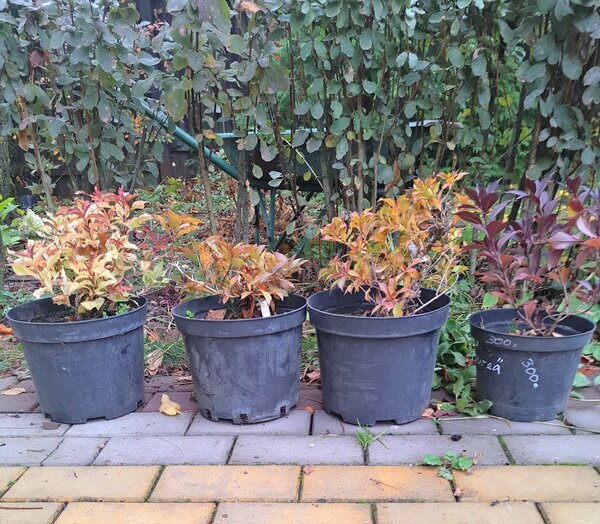 Мои новенькие вейгелы