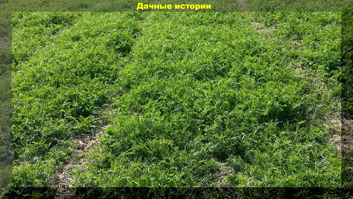 Всходы  горошка  полевого (пелюшка) https://vk.com/photo-159774511_457244295