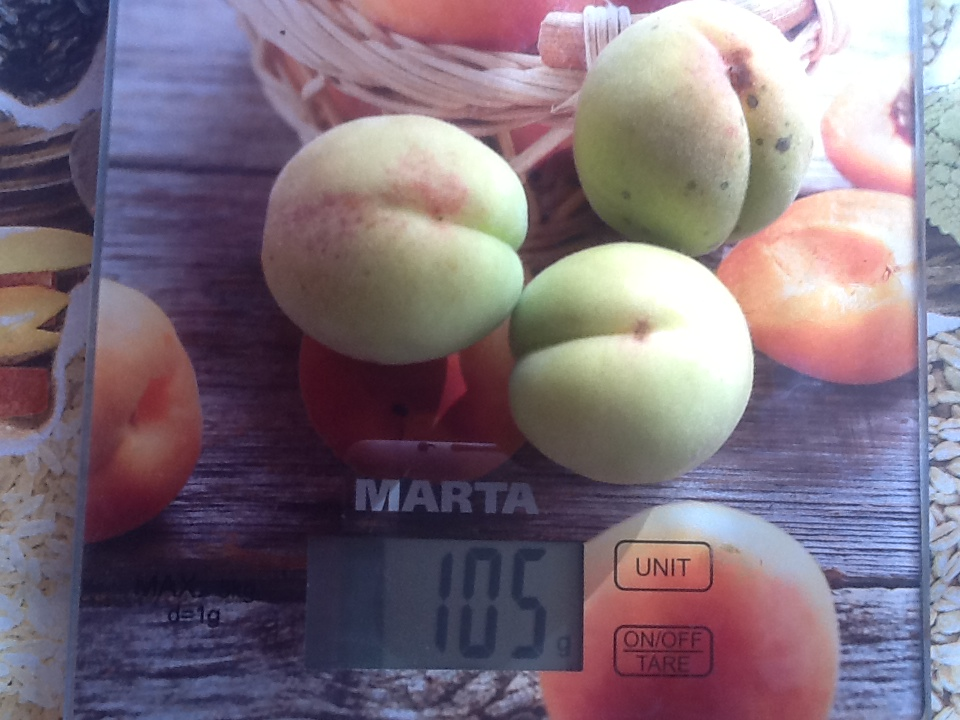 Персик Хасанский, Московская область