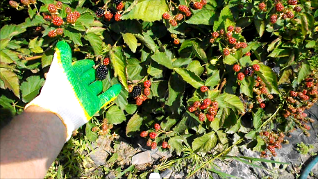 Правильная посадка ежевики - зарок хорошего урожая и крупной ягоды