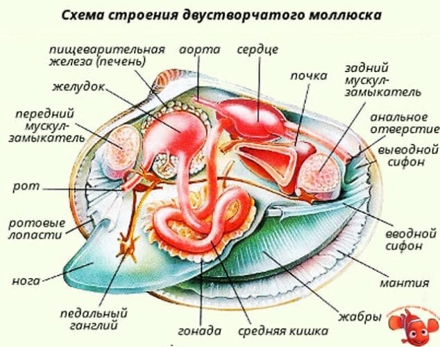 Подробная схема строения мидии (для дальнейшего просмотра листайте вправо)