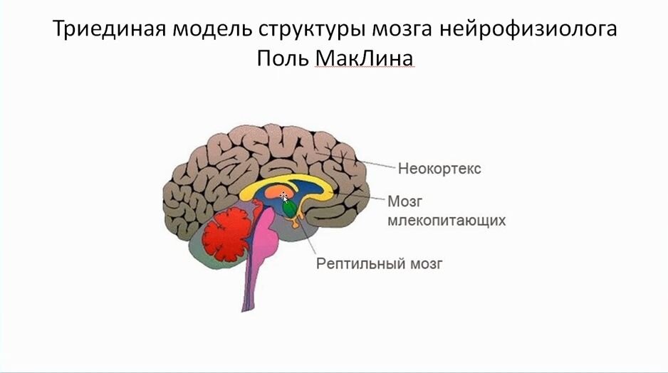 Paul brain. Модель Триединого мозга пола Маклина. Триединый мозг пол Маклин. Теория Триединого мозга. Теория Маклина о триедином мозге.