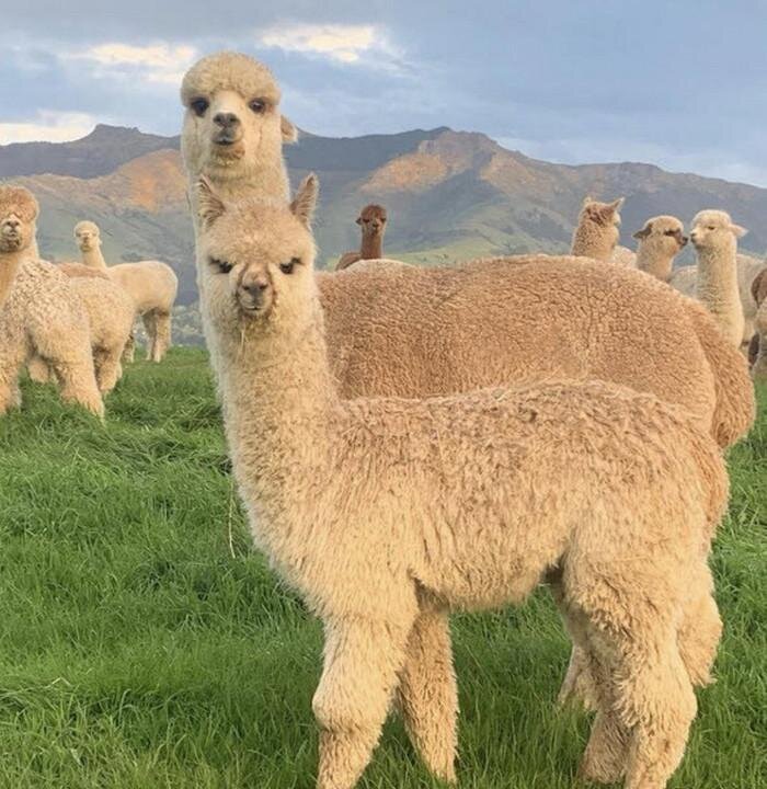 На фото: альпака.