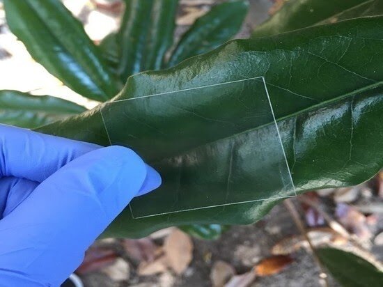 Фото: FS.USDA.GOV