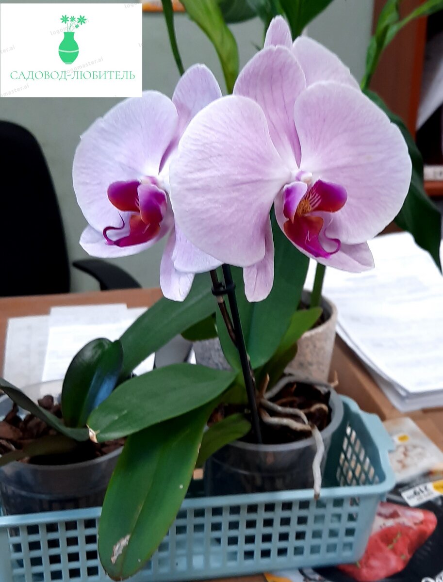 Моя орхидея на работе в грунте из коры, торфа, керамзита и мха.