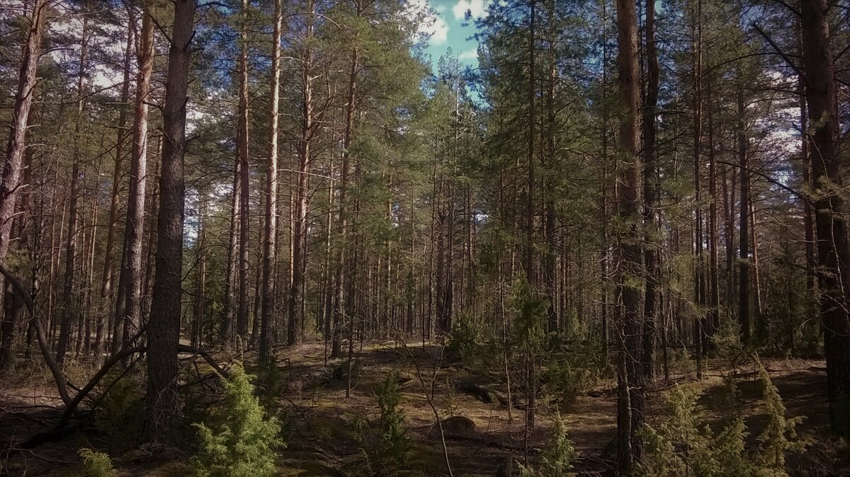 Лес ворованных деревьев
