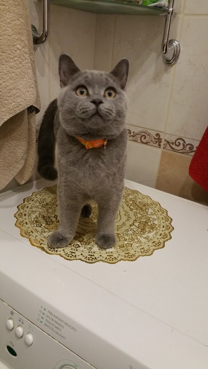 Тимон