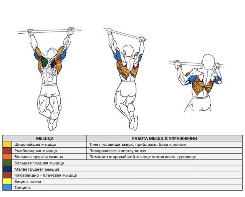 Задействованные мышцы