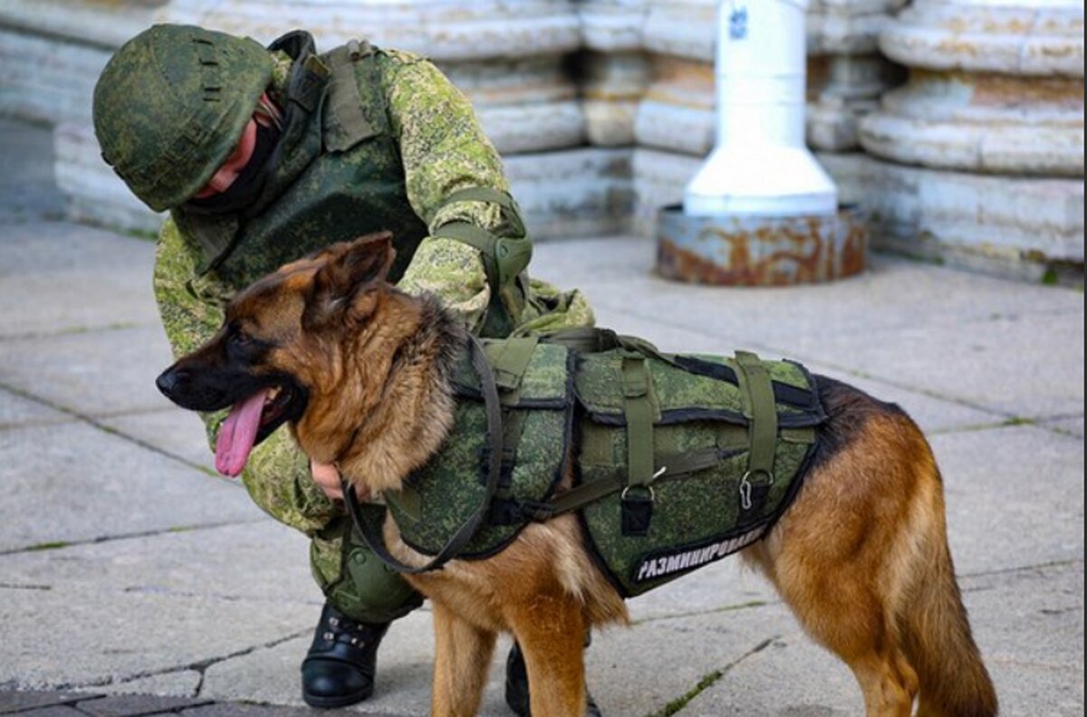 Фото от пресс-службы МО РФ. Военнослужащий дал присягу, должен служить Родине как собака. Ирония. А потом Родина не забудет его...