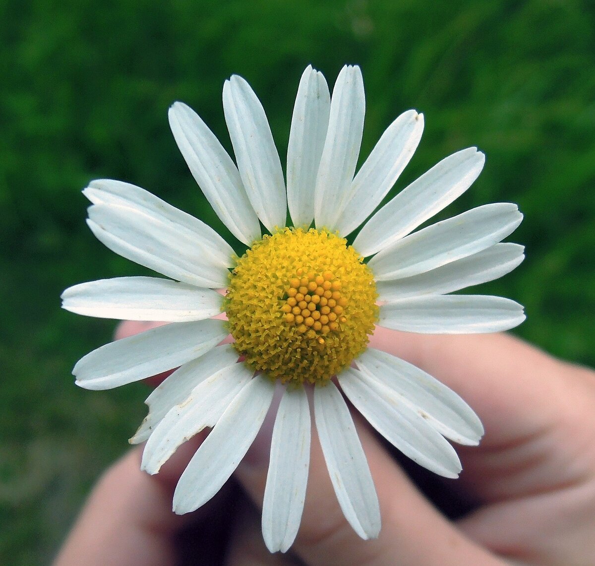 Изображение Дмитрий Савенко с сайта Pixabay 