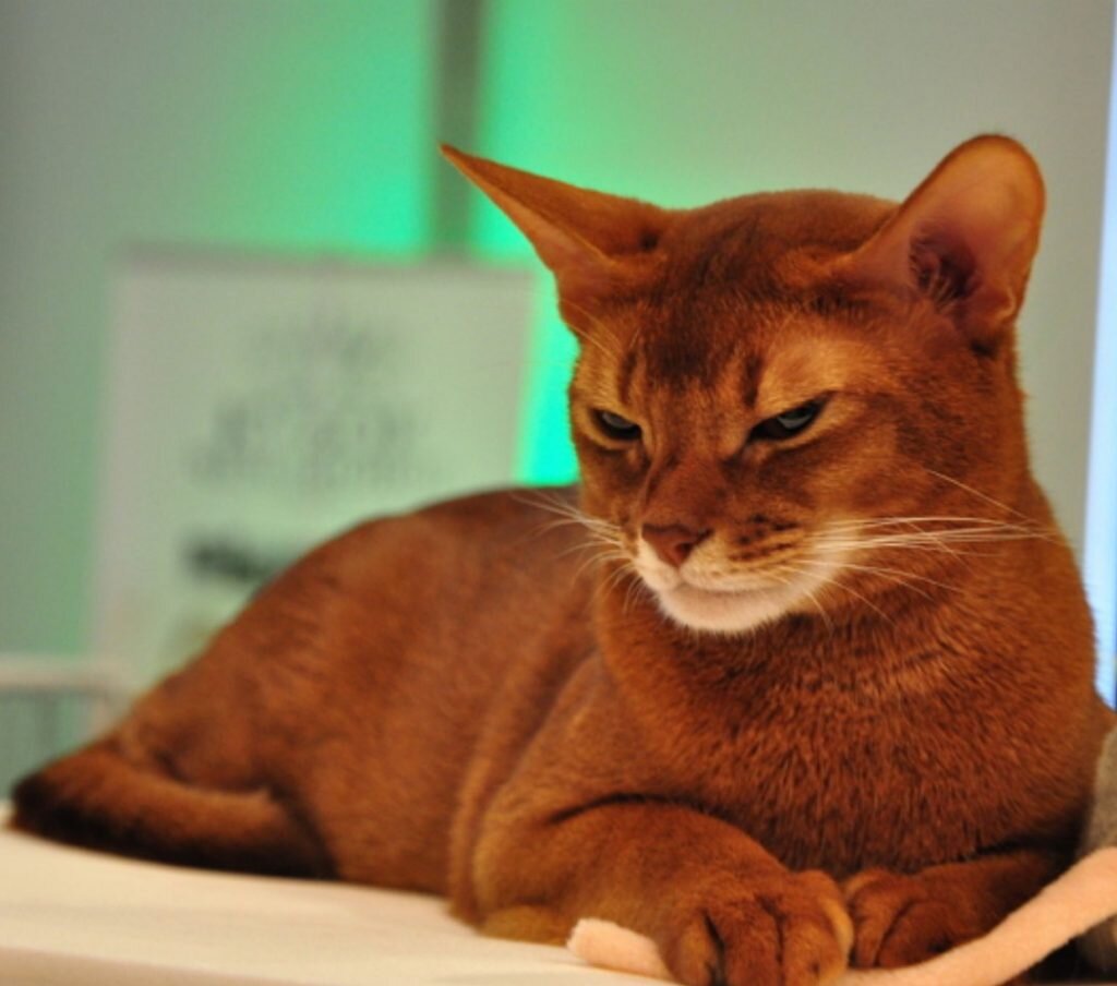 Абиссинская кошка: характерные заболевания