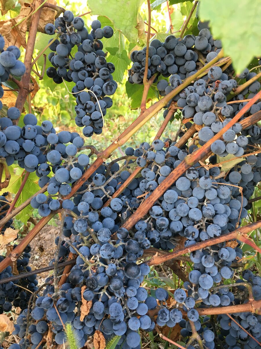 Зимостойкие сорта винограда. Ассортимент для Центрального региона РФ