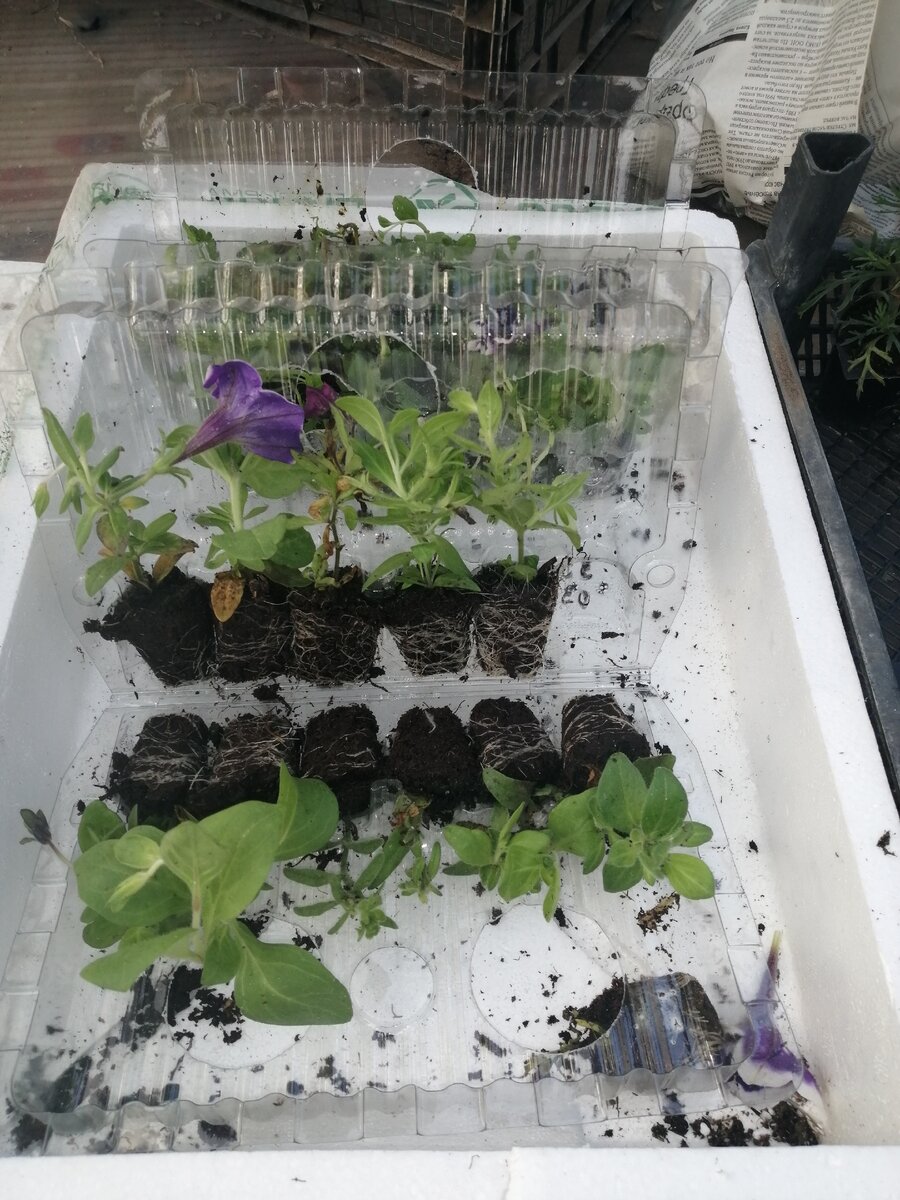 Посылка черенков от "Агровиола" 