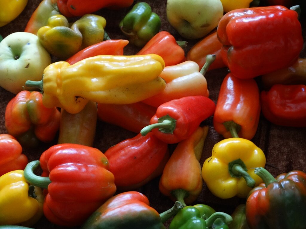 наше разнообразие сортов