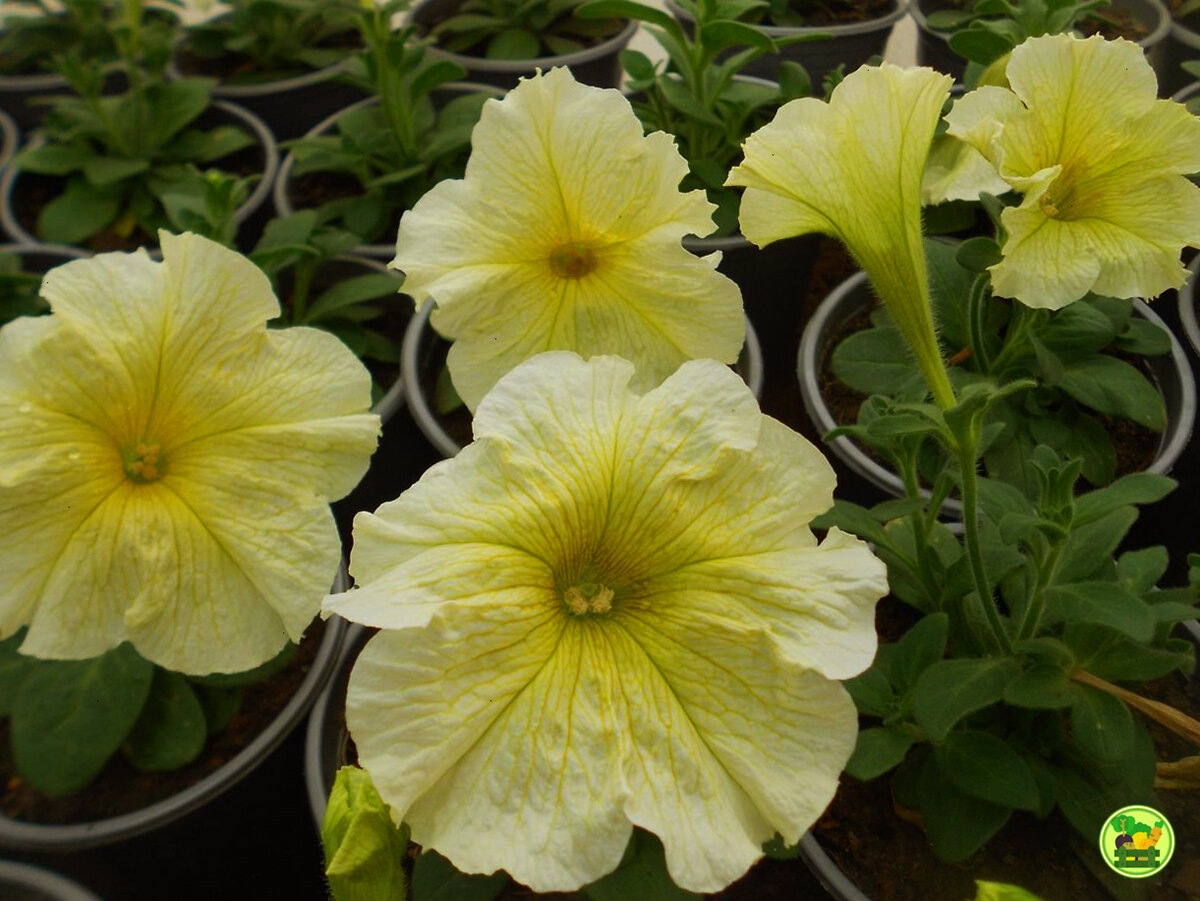 Петуния "Veranda Yellow"
