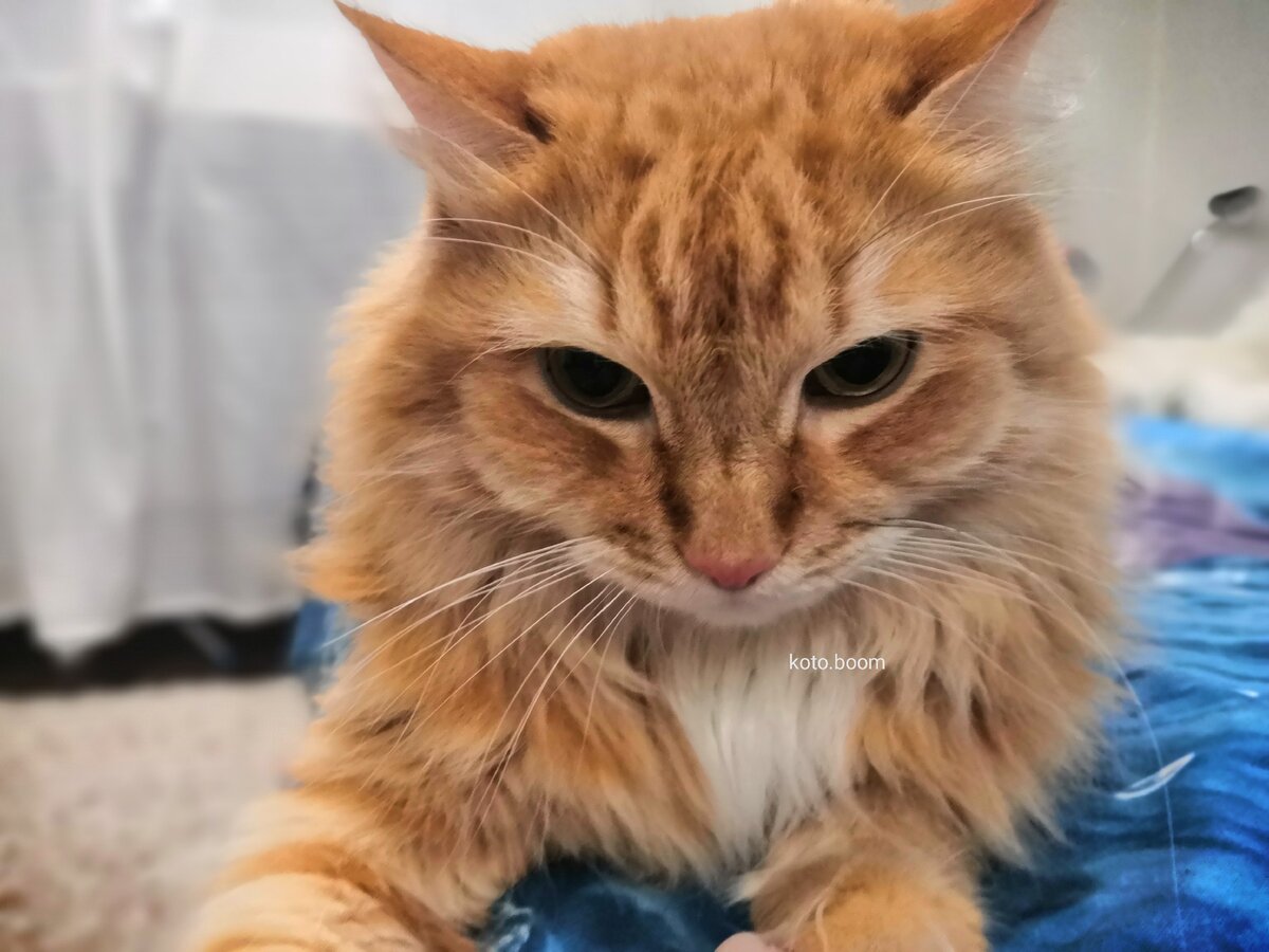 личное фото, Сибирский рыжий кот Вольт