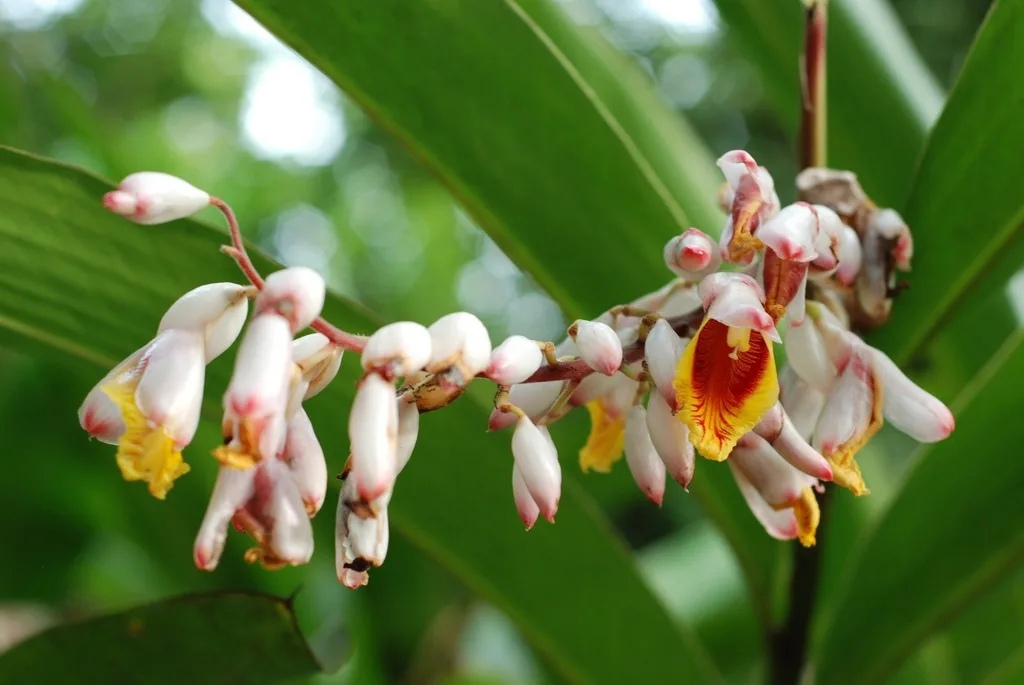 Кардамон как растет. Elettaria cardamomum. Кардамон цветет. Кардамон растение. Цветущий кардамон.