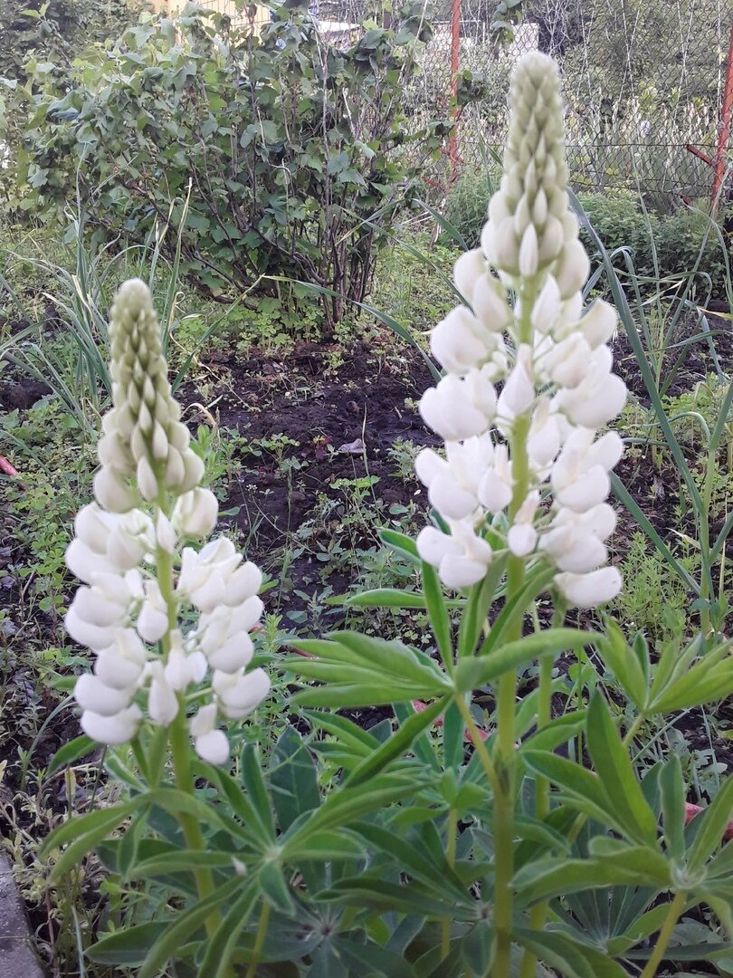 Все соседские люпины размножились самосевом