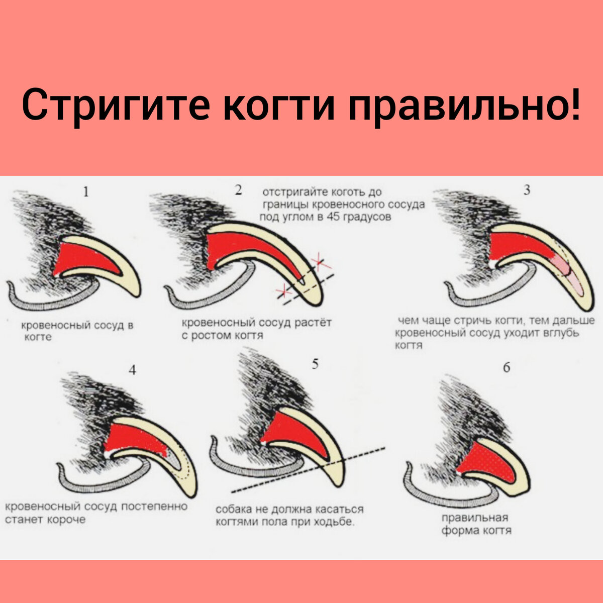 Как подстричь когти собаке, правильная стрижка когтей Щенки йоркширского терьера