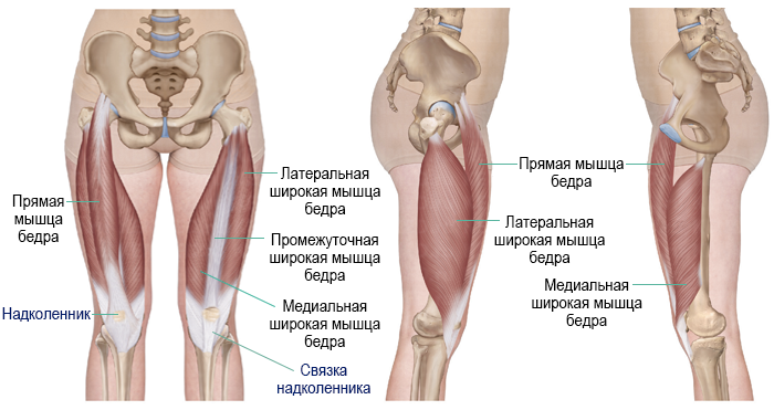 Мышцы выше колена