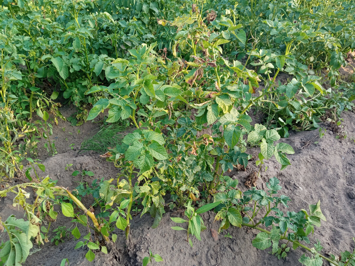 Ботва растущего картофеля