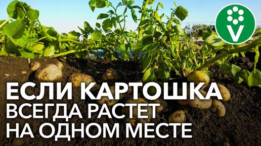 САЖАТЬ КАРТОФЕЛЬ ПОСЛЕ КАРТОФЕЛЯ можно только при выполнении этих условий!