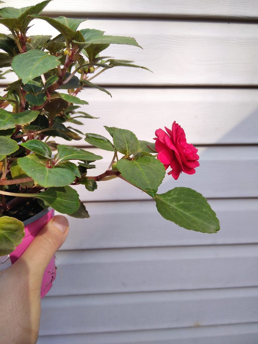 Бальзамины я люблю только розами - то есть махровые. 