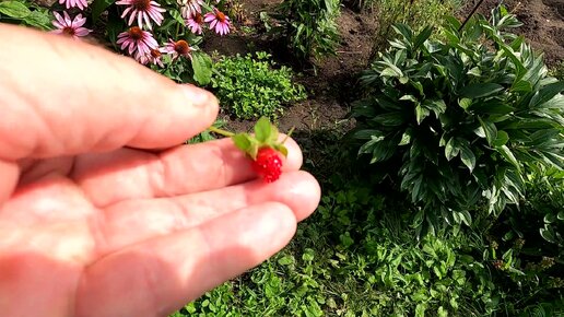 Пробую первую ягодку дюшенеи индийской из семян