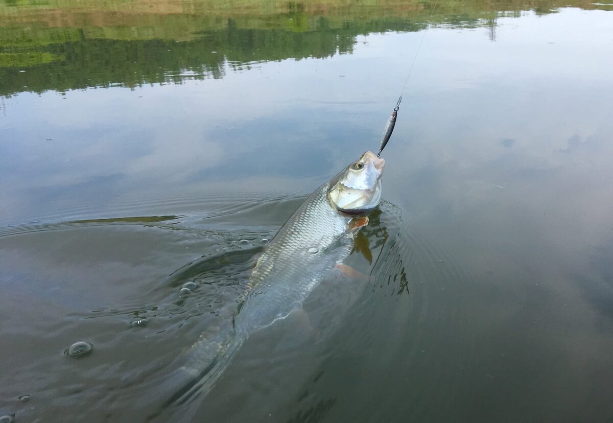 Силиконовый ЖУК для ГОЛАВЛЯ! | Рыбалка с MAS Fishing | Дзен