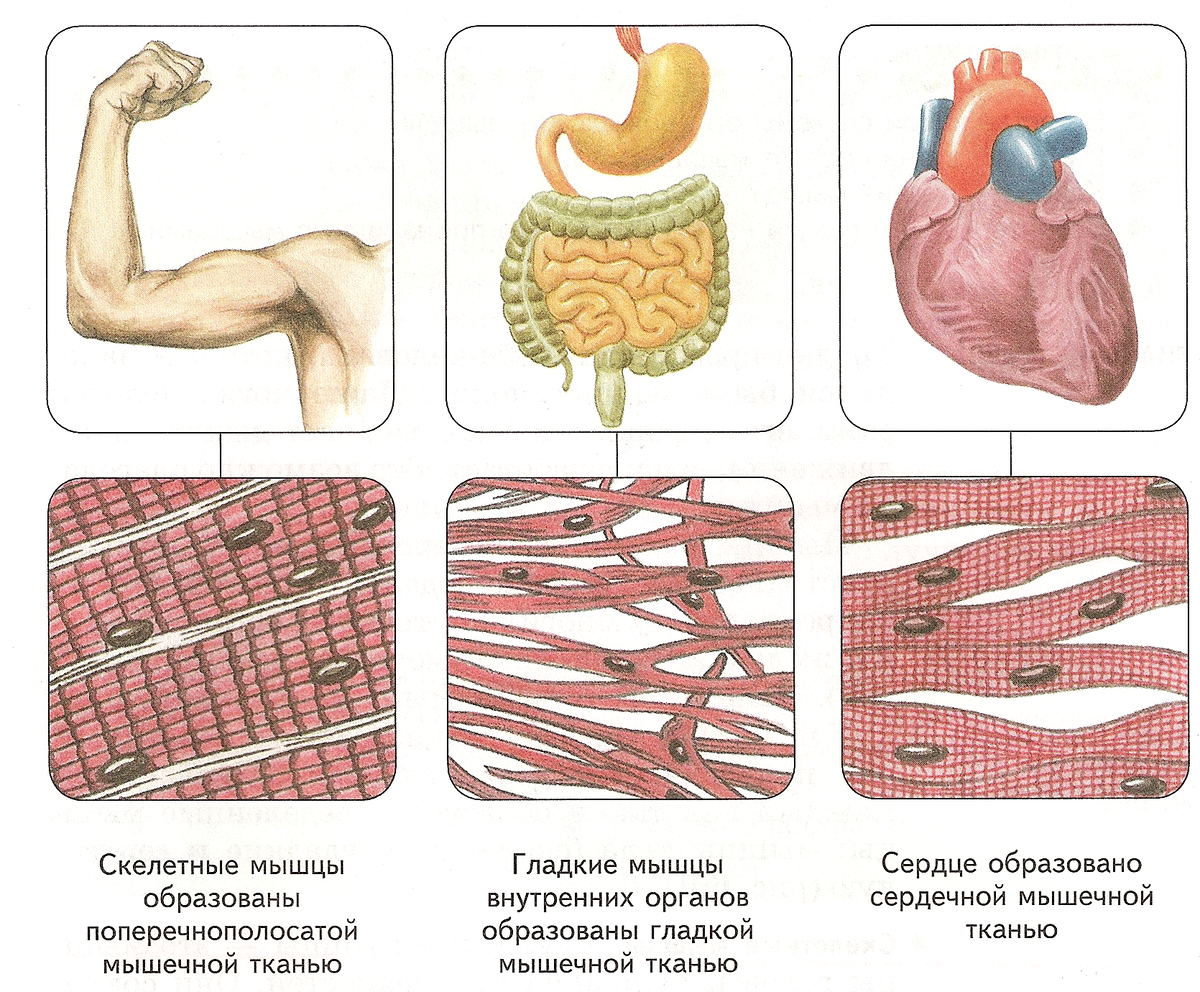 Органы мышечной ткани человека. Скелетная сердечная и гладкая мышечная ткань. Поперечно полосатая мышечная гладкая и сердечная. Виды мышечной ткани человека. Мышечные ткани человекк.