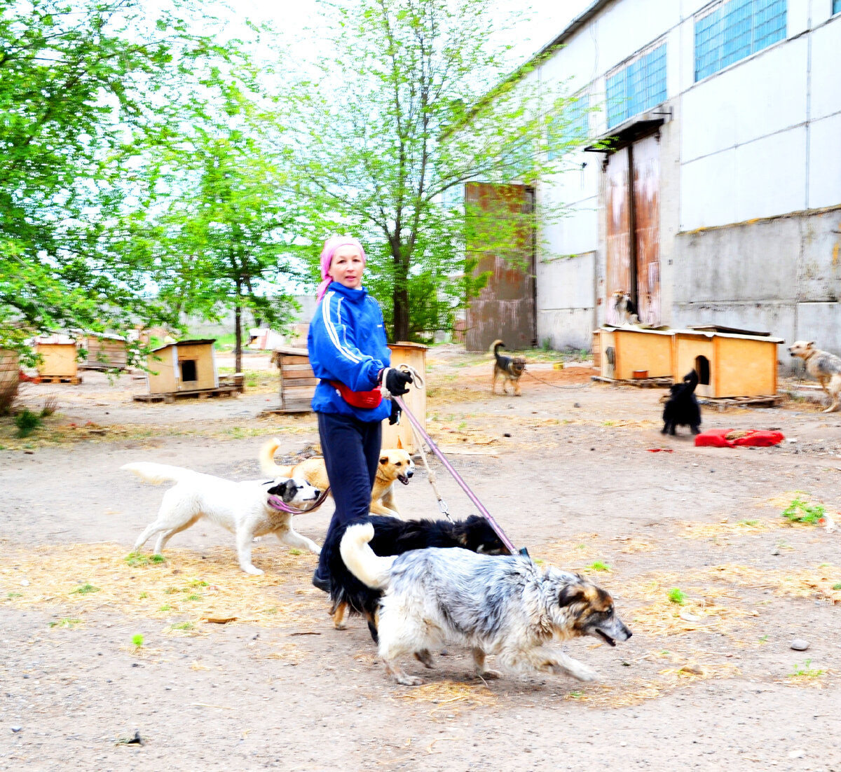 Удовольствие получают все: и люди, и собаки)