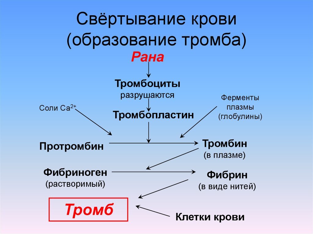 Фибриноген входит в состав тромбоцитов. Этапы свертывания крови схема. Фазы свертывания крови схема. Схема свертывания крови образование сгустка. Свертывание крови (стадии свертывания)..