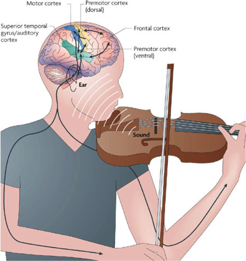 Звук слух мозг. Мозг и музыкальные инструменты. Влияние скрипки на мозг. Мозг музыканта. Игра на музыкальных инструментах мозг.