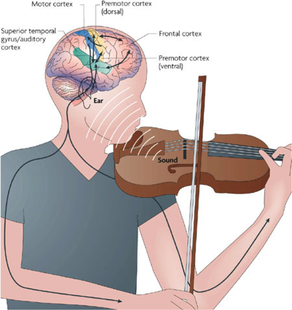 Мозг слушает. Мозг музыканта. Музыкотерапия влияние на мозг. Музыкальные инструменты влияние мозг. Игра на музыкальных инструментах мозг.