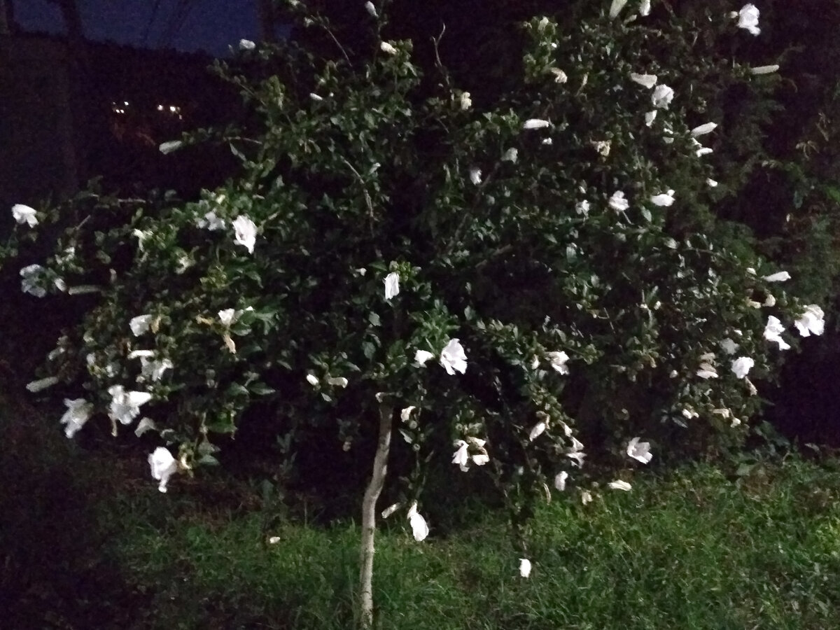 Белые цветки гибискуса, сформированного в виде невысокого деревца на штамбе, особенно хороши в поздних сумерках.