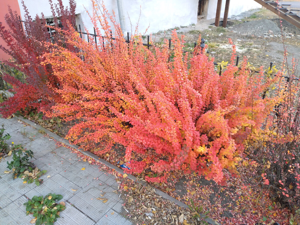 Барбарис Тунберга прелестен! Осень его только украшает!
