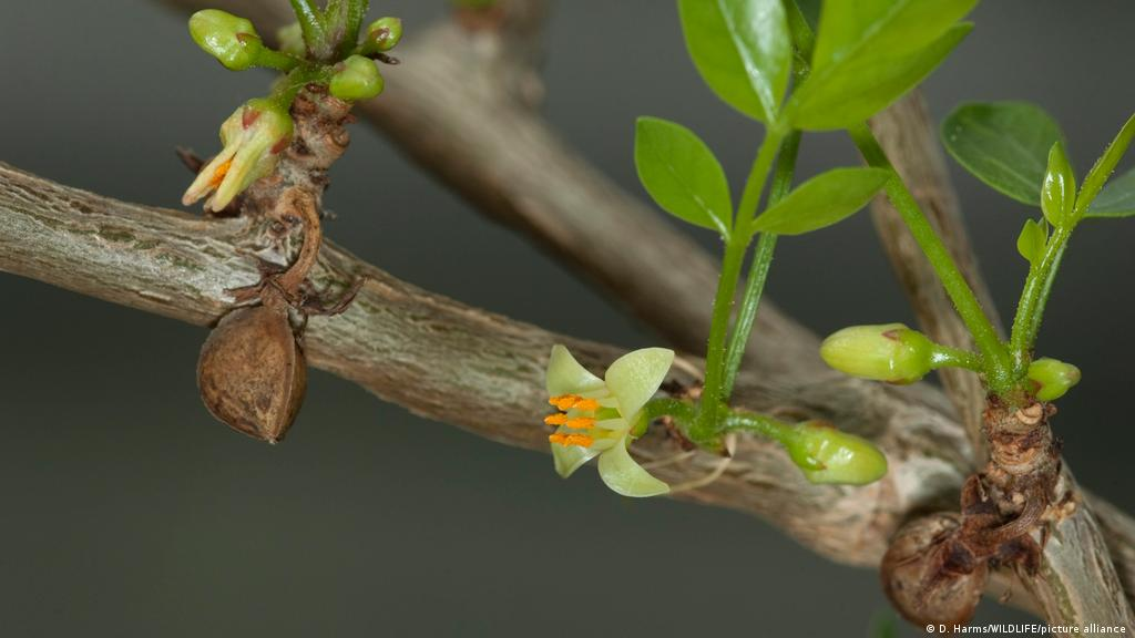 Commiphora Myrrha