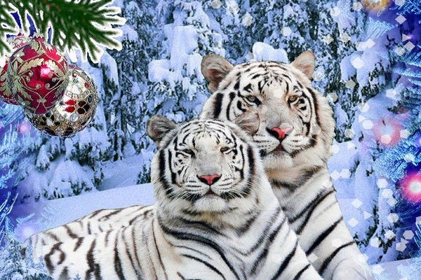 Фото из интернета.