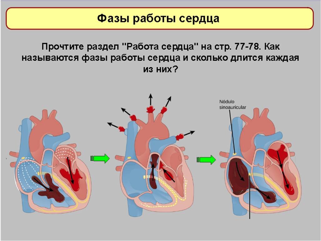 Круг Кровообращения Малый (Pulmonary Circulation) | Новая медицина Ликино-Дулево