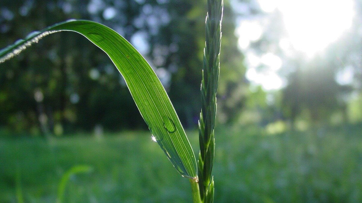 Фото:inspiringscience.com Селекционеры вывели растение с генами от одного родителя