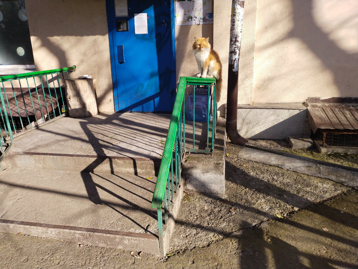 Поджидали Алешу не только старушки, но и коты. Делился кусочком пирожка. Фото автора