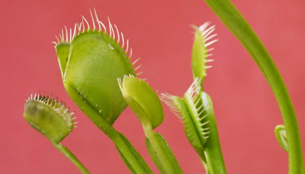 Как компаниям не попасть в ловушку гринвошинга